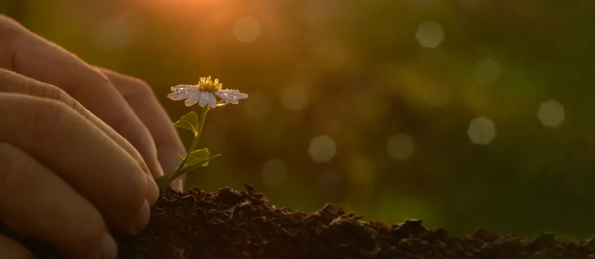 bloem planten