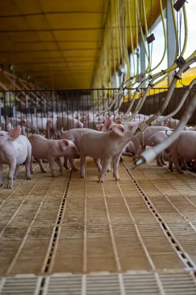 Voeder voor dieren